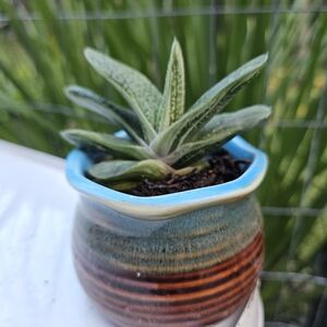 Gasteria Verrucosa Succulent